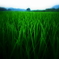 青田