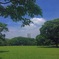 草いきれの代々木公園
