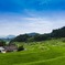 長谷の棚田（初夏）①