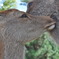 鹿キス