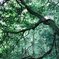 Deep forest