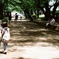 初夏の散歩道