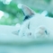 島ねこ　-digital version-