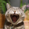 猫の欠伸