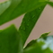 雨上がりの緑