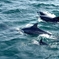 dolphins