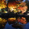 11月1８日　好古園モミジ 　 