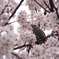 ひよどりと桜