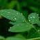 雨上がり