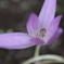 蜜の味