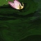 花弁の船