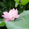 不忍池　蓮の花