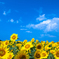 SUMMER　COMES