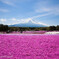 富士芝桜　2014