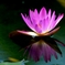 Tropical water lily.
