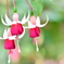 Matsue Vogel Park_Flowers2