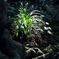 光る草
