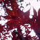 見上げ紅葉