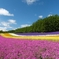 北海道 富良野の夏景色