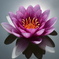花と光と