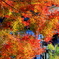 IMG_1285修善寺の紅葉２