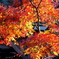 IMG_1253修善寺の紅葉