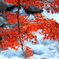 IMG_1266修善寺の紅葉５