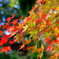 IMG_1281修善寺の紅葉４