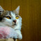 やぁ、起きたね