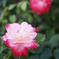 ROSE①