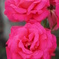 ROSE②