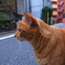 横顔