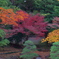 小石川後楽園の紅葉2