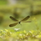 Dragonfly landing to the Earth
