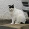 近所の猫