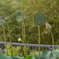 植ぶt・・・・シャワーヘッド？