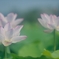 蓮
