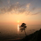 一本松と夕日（柏崎）