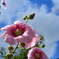 夏の日差し 花