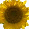 太陽花」