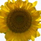 太陽花」
