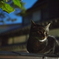 江の島にゃんこ（２匹目）