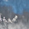 樹氷とダイヤモンドダスト