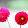 夏の花　～ダリア