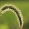 げじげじ草