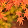 西陽を受けてより紅く