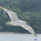 ばびゅーん