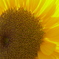 太陽をむいて