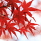 紅