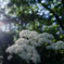 White flower